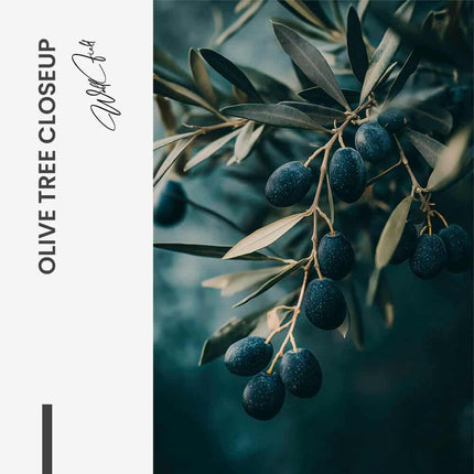Olive Tree Closeup – Glass