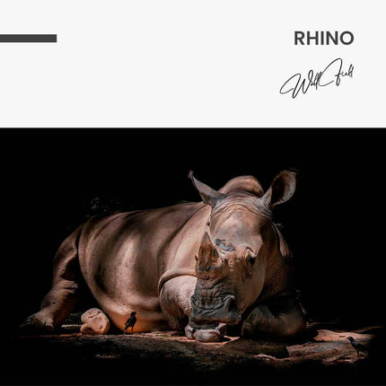 Rhino – Glass
