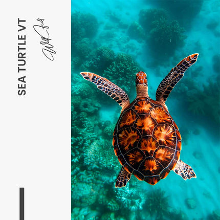 Sea Turtle VT – Glass
