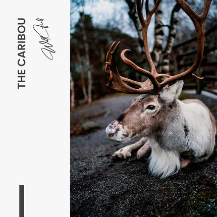 The Caribou – Glass