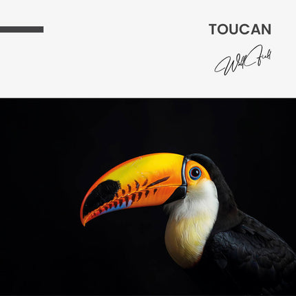"Toucan"