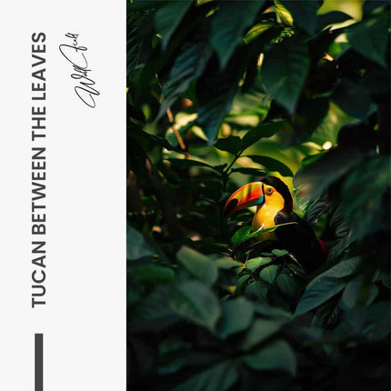 "Tucan between the Leaves"
