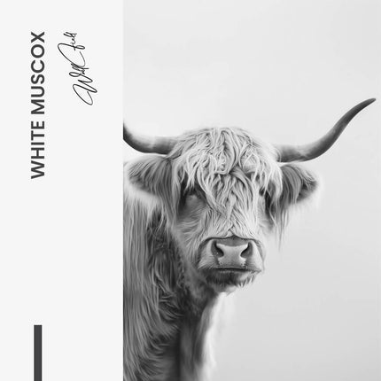 White Muscox – Glass