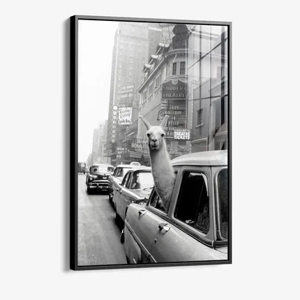 New York Lama – Glass