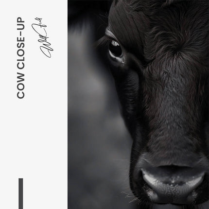 "Cow Close-Up"