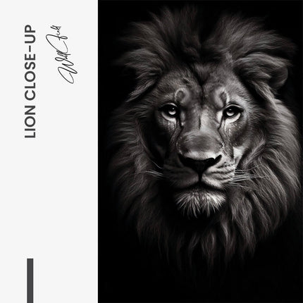 "Lion close-up"