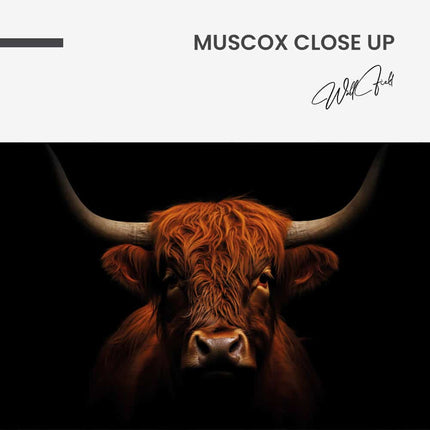 Muscox Close Up – Glass
