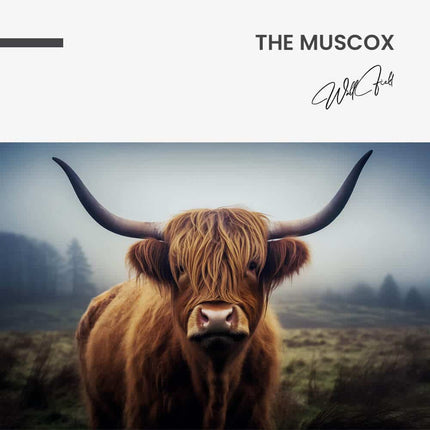 The Muscox – Glass