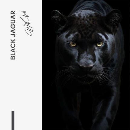 Black Jaguar – Glass