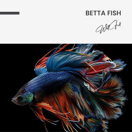 "Betta Fish"