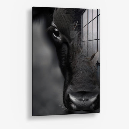 Cow Close-Up – Glass