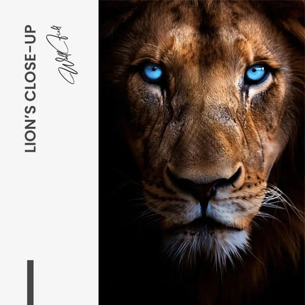 "Lion's Close-up"