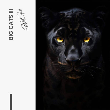 Bundle: "Big Cats" (3x)