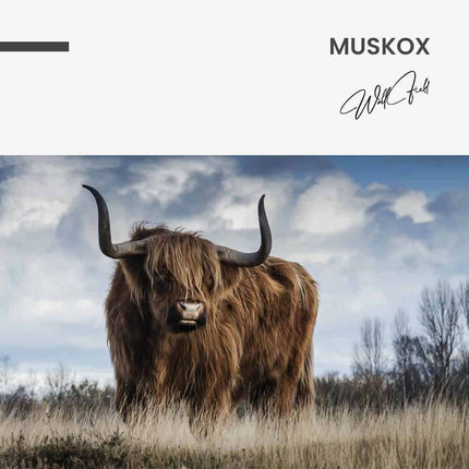 "Muskox"