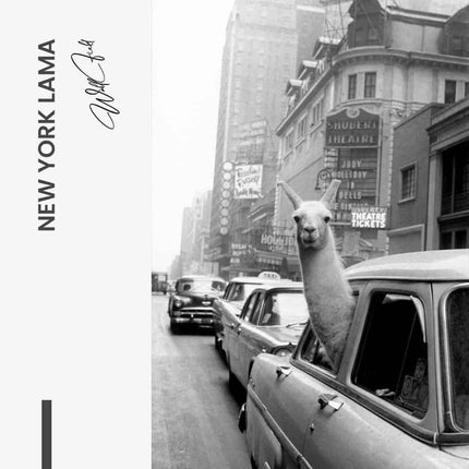 New York Lama – Glass