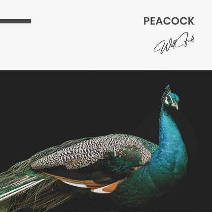 Peacock – Glass