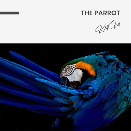 "The Parrot"